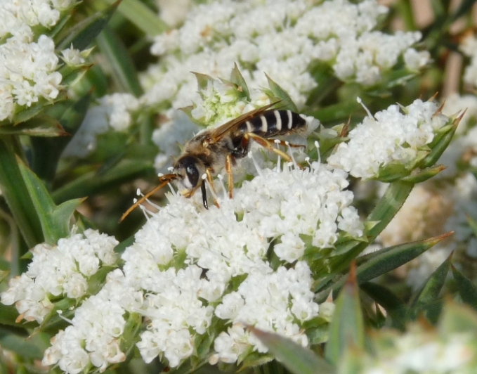 Halictus quadricinctus M (Apidae Halictinae)